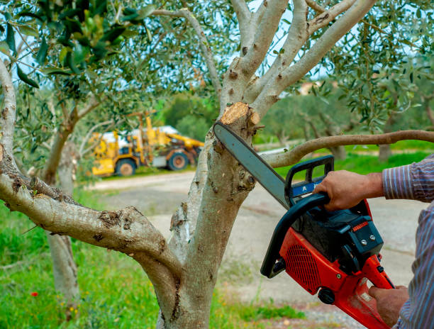 Best Professional Tree Care  in Lifornia City, CA